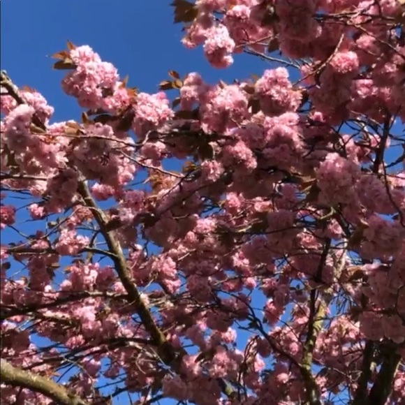 Meet your Posher, Georgia - Picture 1 of 1